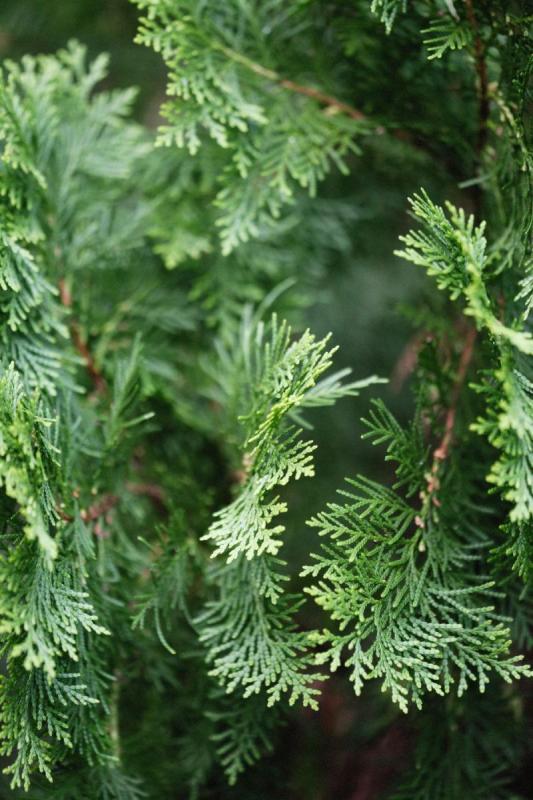 Ramas de tuya, una conífera muy usada en setos, en primer plano