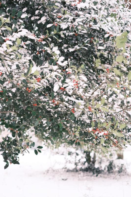 Acebo con bolitas rojas cubierto de nieve en invierno