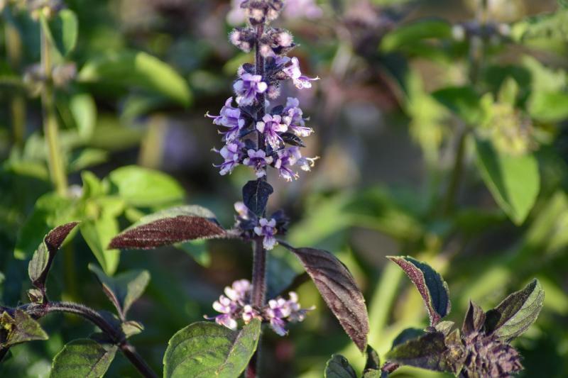 Espigas de flores de albahaca en el huerto