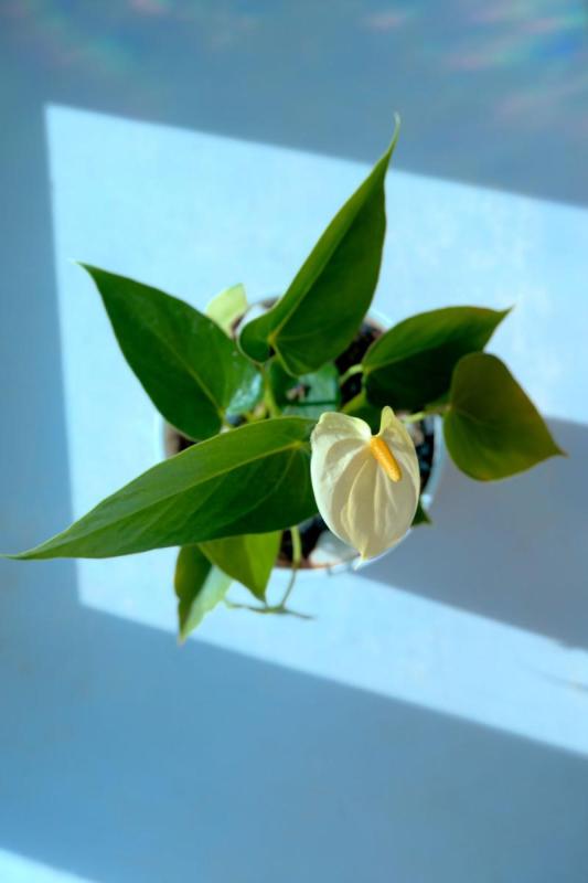 Anturio de flor blanca en maceta visto desde arriba