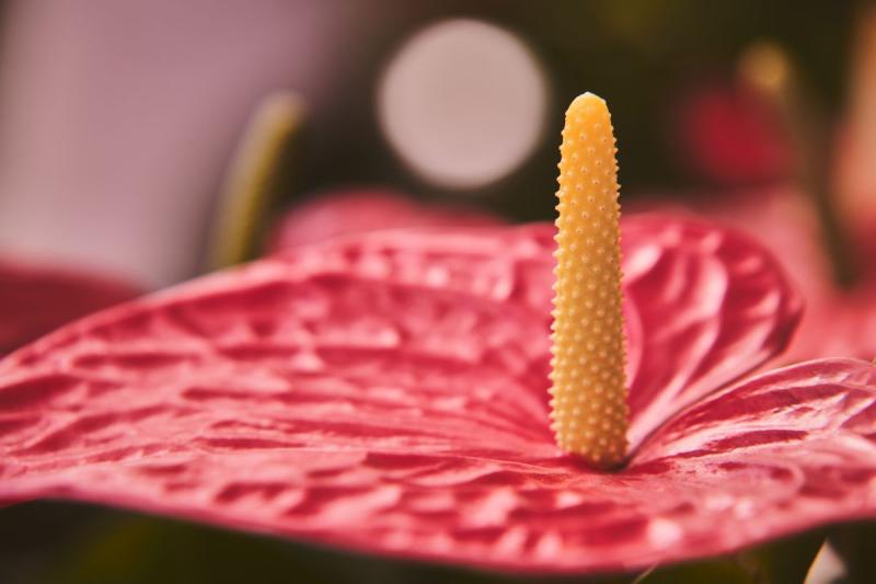 Primer plano de la bráctea rosa y el espádice amarillo de un anturio