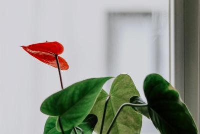 Anturio rojo (Anthurium andraeanum) en maceta junto a una ventana