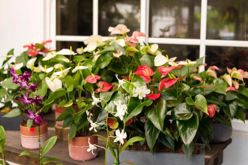 Anturios de varios colores en macetas junto a una ventana luminosa