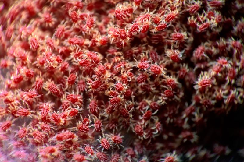Colonia de ácaros araña roja (Tetranychus urticae)