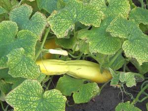 Hojas de pepino con el punteado amarillo típico de la araña roja