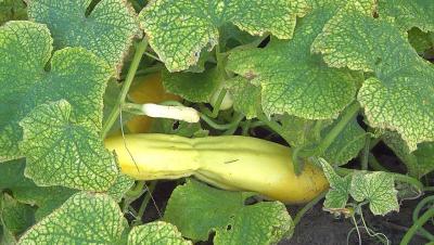 Hojas de pepino con el punteado amarillo típico de la araña roja