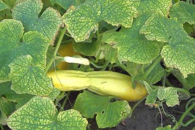 Hojas de pepino con el punteado amarillo típico de la araña roja