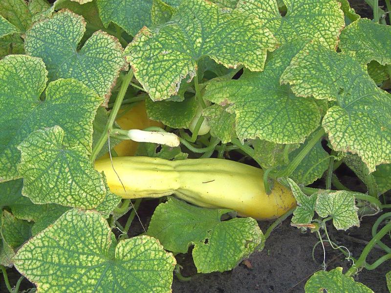 Hojas de pepino con el punteado amarillo típico de la araña roja