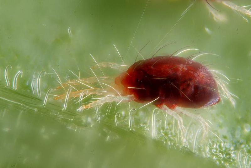 Ácaro araña roja (Tetranychus urticae) visto de cerca con hilos de seda
