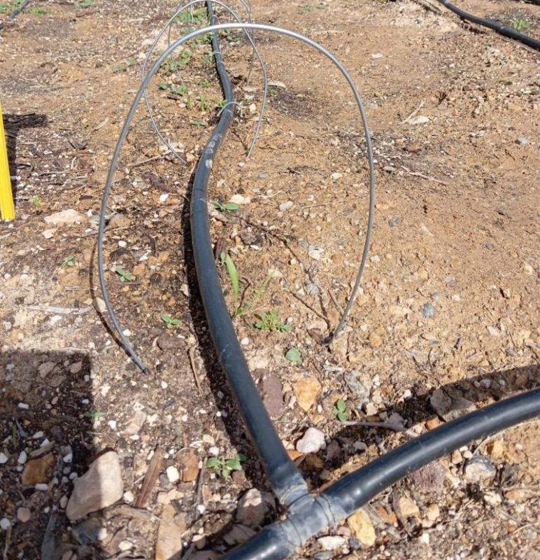 Arcos de alambre colocados sobre una línea de guisantes recién nacidos, con la tubería de goteo, antes de tapar con la manta