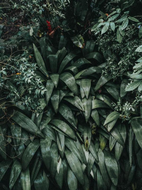 Aspidistras formando una mata densa en el suelo de un jardín sombreado