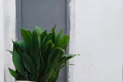 Aspidistra en maceta blanca junto a una ventana