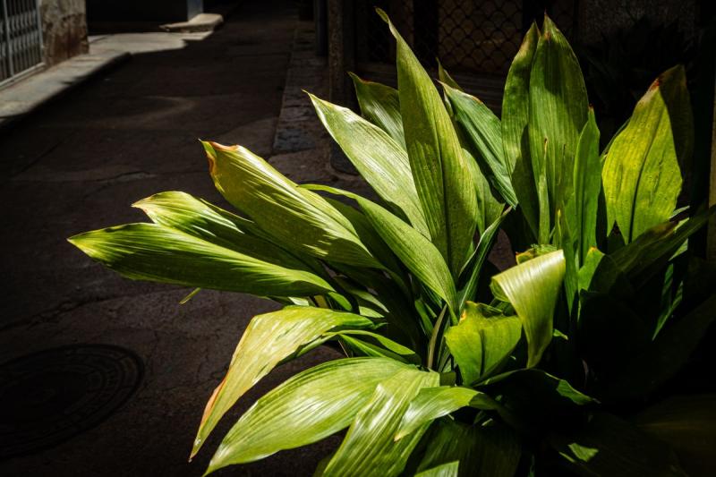 Aspidistra al sol en un callejón, con algunas hojas amarillentas