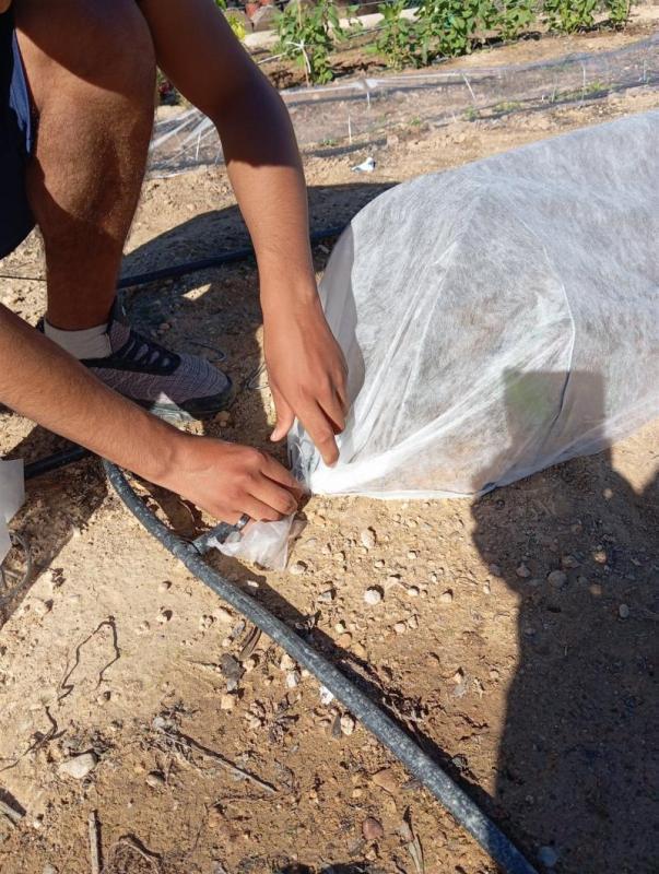 Manos atando el extremo de un túnel de manta térmica en un bancal de huerto