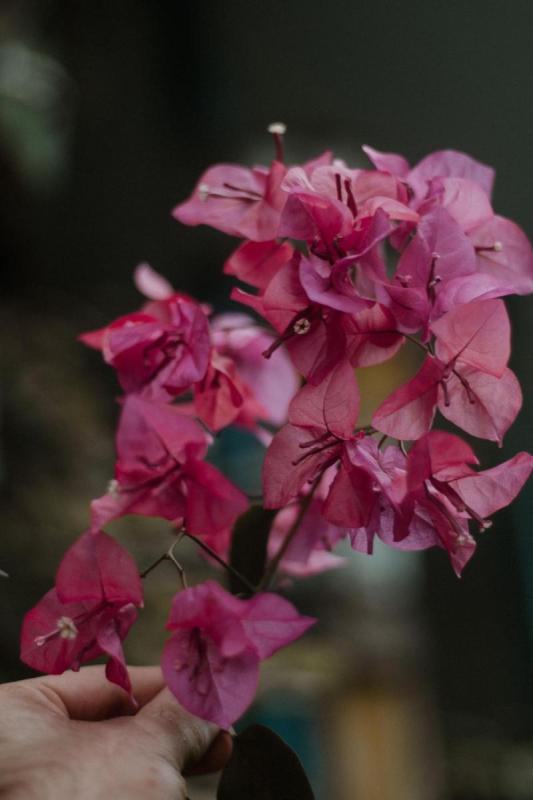 Primer plano de las brácteas rosas de una buganvilla con sus pequeñas flores en el centro