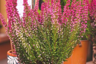 Brezo (Calluna vulgaris) de flores rosas en maceta