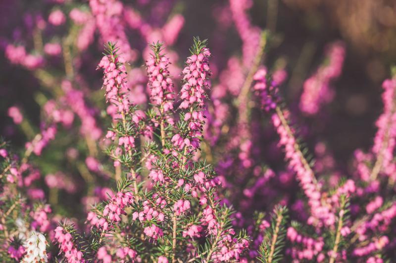 Brezo de invierno (Erica) con flores rosas