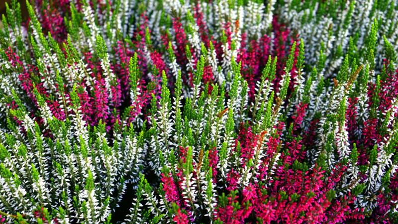 Brezos de colores blanco, rosa y rojo con los capullos cerrados