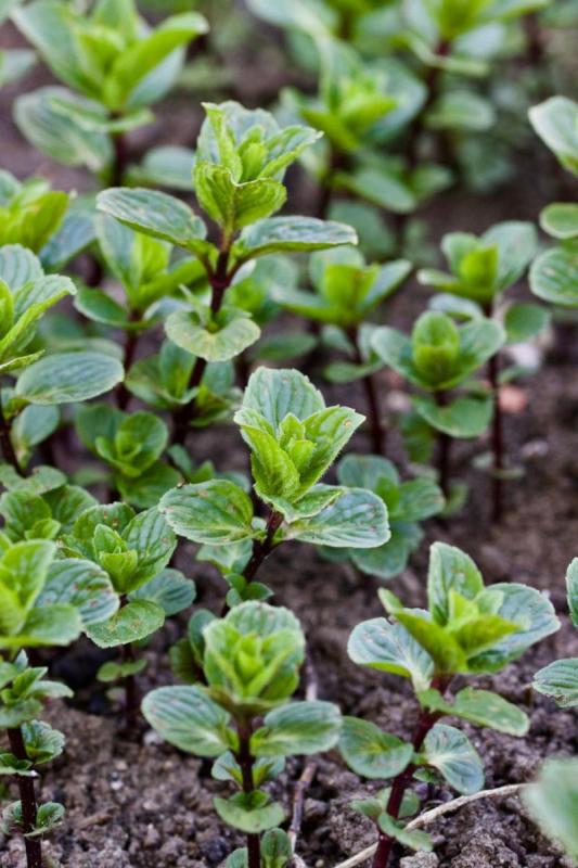 Brotes de menta saliendo de la tierra a partir de tallos subterráneos