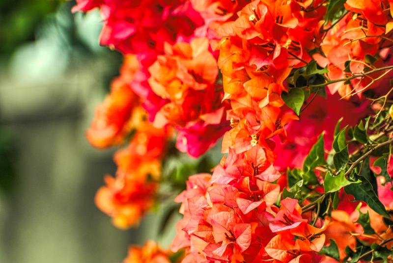 Brácteas de buganvilla de color naranja y rojo