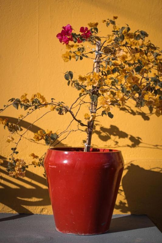 Buganvilla cultivada en una maceta roja