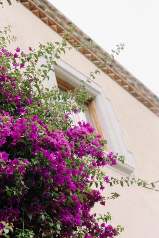 Buganvilla trepando por una fachada encalada junto a una ventana