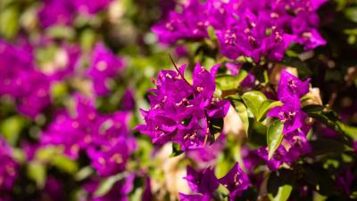 Buganvilla magenta en plena floración en un jardín soleado
