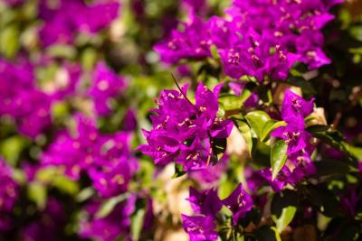 Buganvilla magenta en plena floración en un jardín soleado