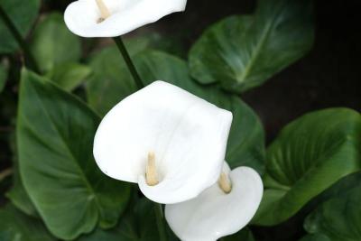 Calas blancas en flor con sus hojas verdes en un jardín