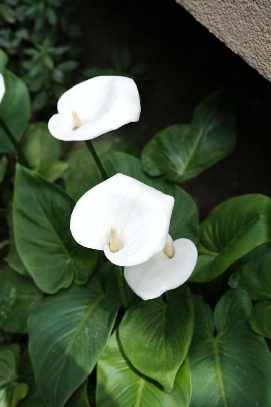 Calas blancas en flor con sus hojas verdes en un jardín