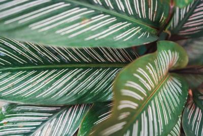 Hojas de Calathea ornata con sus finas rayas blancas