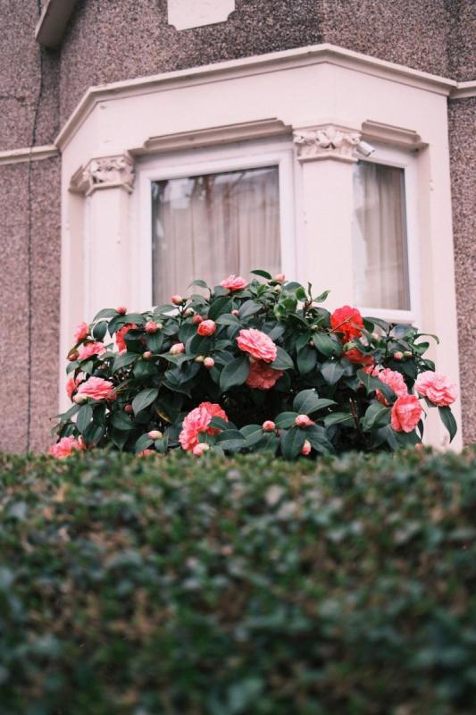 Camelia de flores rosas en flor junto a la fachada de una casa