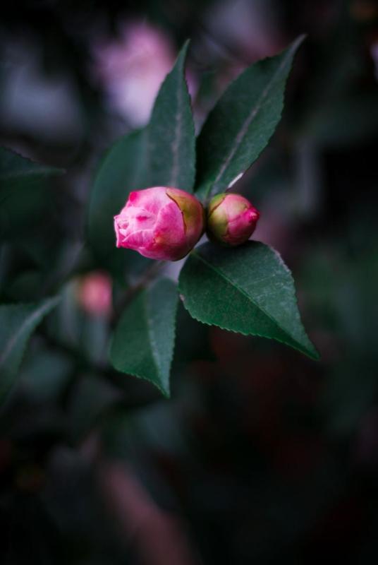 Capullos rosas de camelia a punto de abrirse