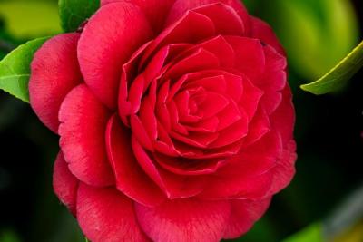 Flor roja de camelia (Camellia japonica) entre sus hojas
