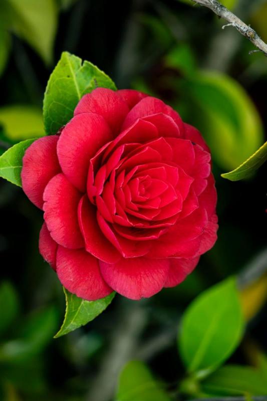 Flor roja de camelia (Camellia japonica) entre sus hojas