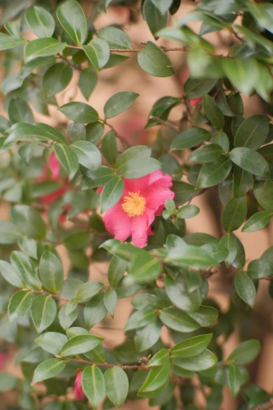 Flor rosa sencilla de Camellia sasanqua entre sus hojas pequeñas