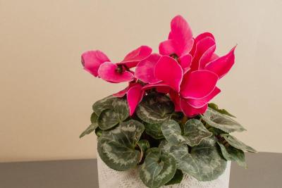 Ciclamen (Cyclamen persicum) de flores rosas en maceta