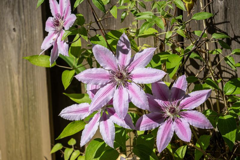 Clemátide de flor grande rosa con rayas junto a una valla de madera