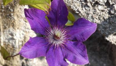 Flor morada de clemátide abierta junto a un muro de piedra