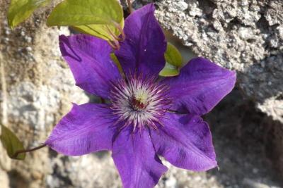 Flor morada de clemátide abierta junto a un muro de piedra