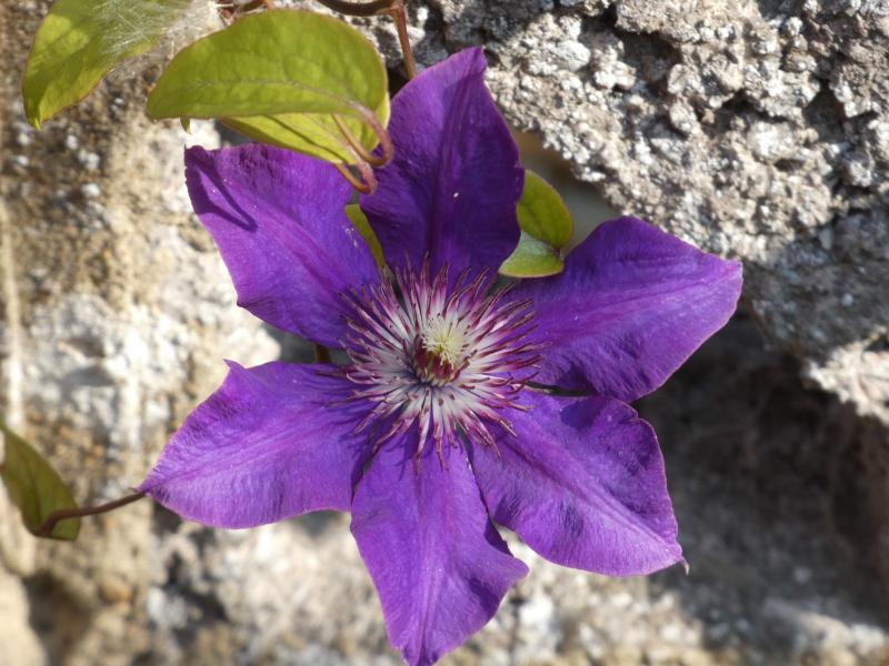 Flor morada de clemátide abierta junto a un muro de piedra