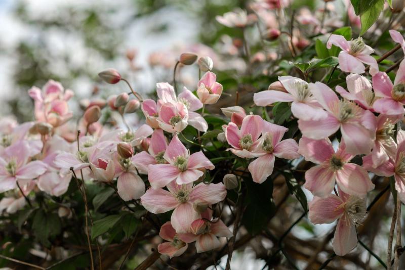 Clematis montana cubierta de pequeñas flores rosas en primavera