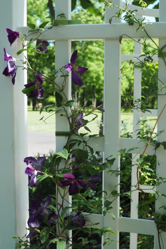 Clemátide de flores moradas trepando por una celosía blanca