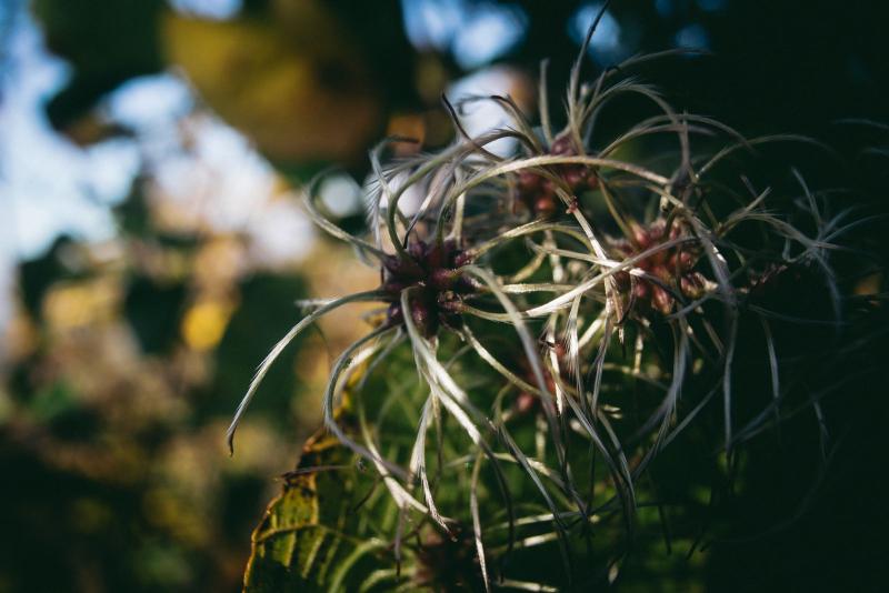 Semillas plumosas de Clematis vitalba, la clemátide silvestre