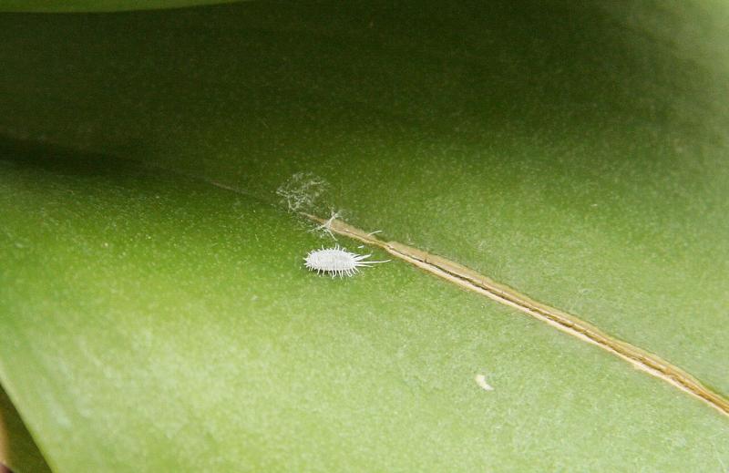 Cochinilla algodonosa sobre la hoja de una orquídea Phalaenopsis