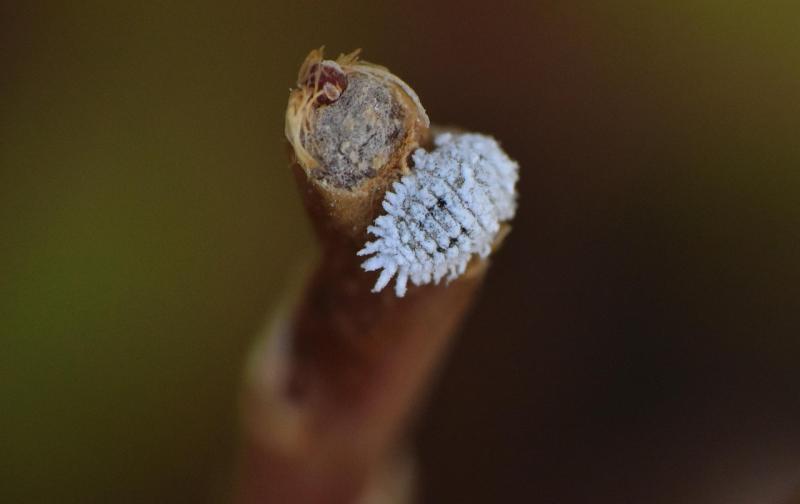 Cochinilla algodonosa de cerca sobre un tallo
