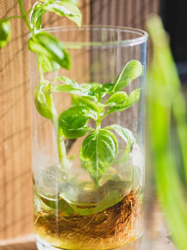 Esqueje de albahaca con raíces en un tarro de cristal con agua