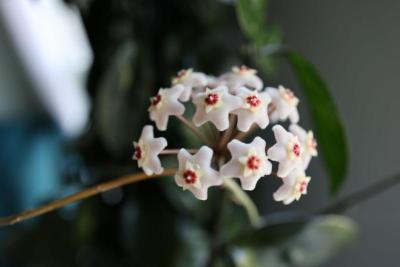 Ramillete de flores de flor de cera (Hoya carnosa) en forma de estrella