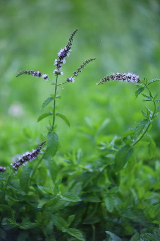 Espigas de flores moradas de menta