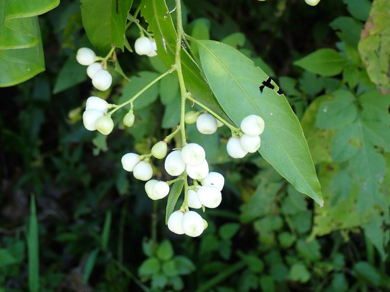 Bayas blancas del galán de noche, tóxicas